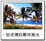 台東加走灣旅店的椰林風光